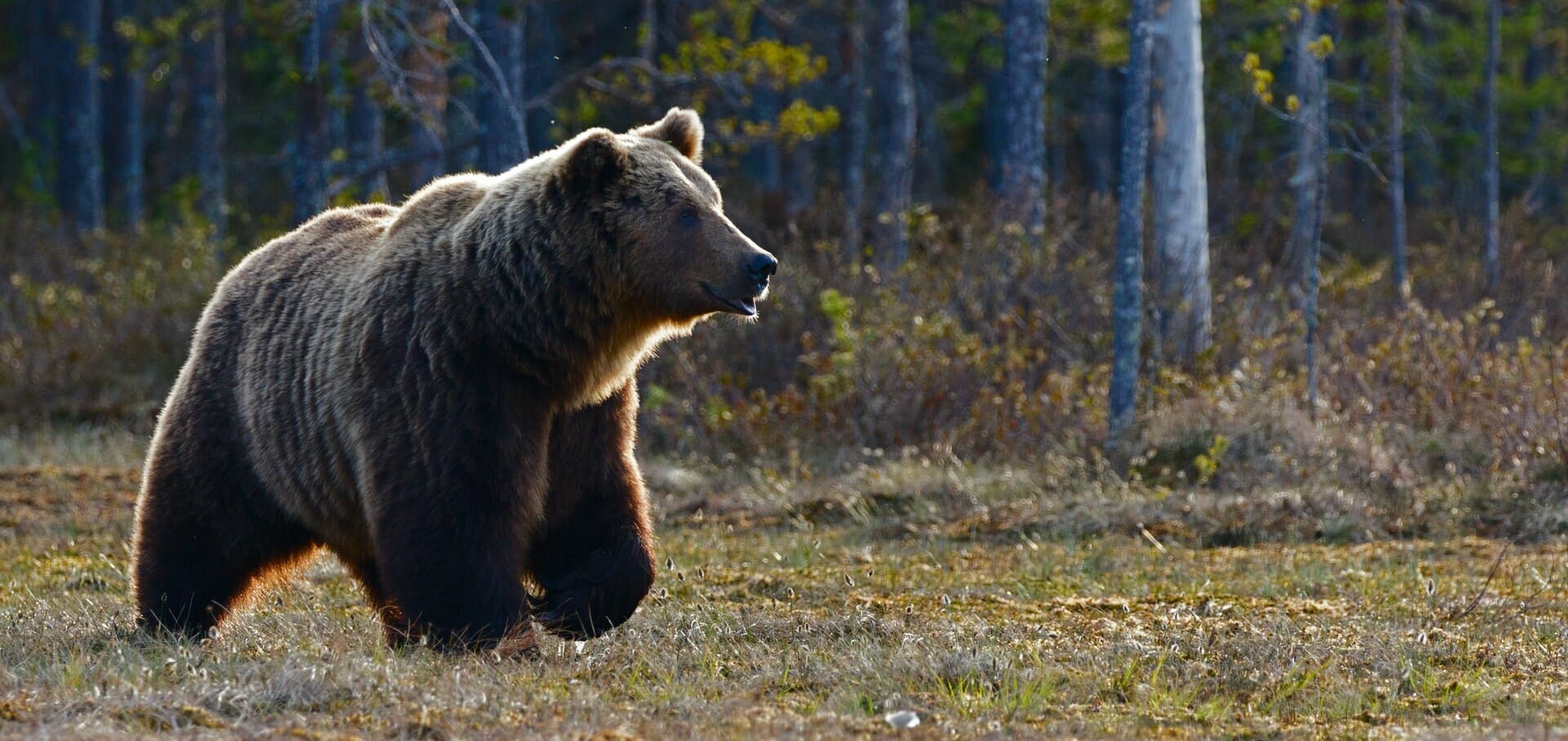 bear country food storage