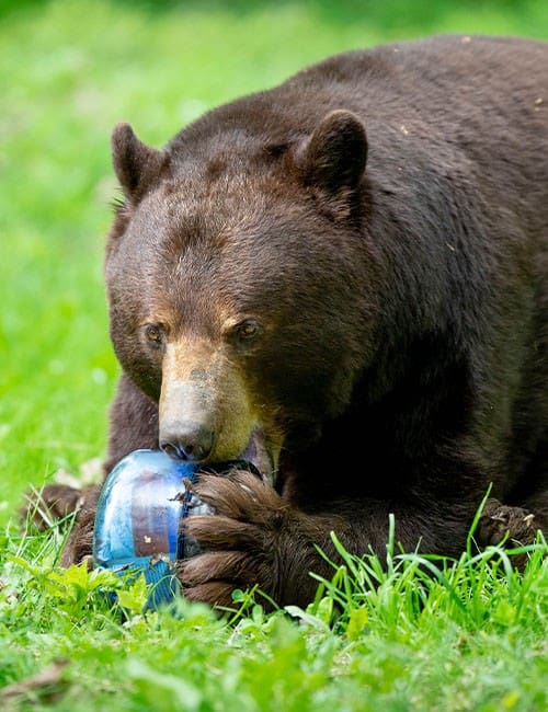 bear country food storage