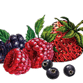mixed berries
