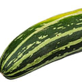 Zucchini