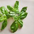 Fresh basil