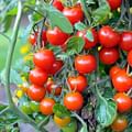 cherry tomatoes