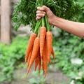 Carrots