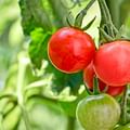 Cherry Tomatoes