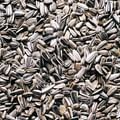 sunflower seeds