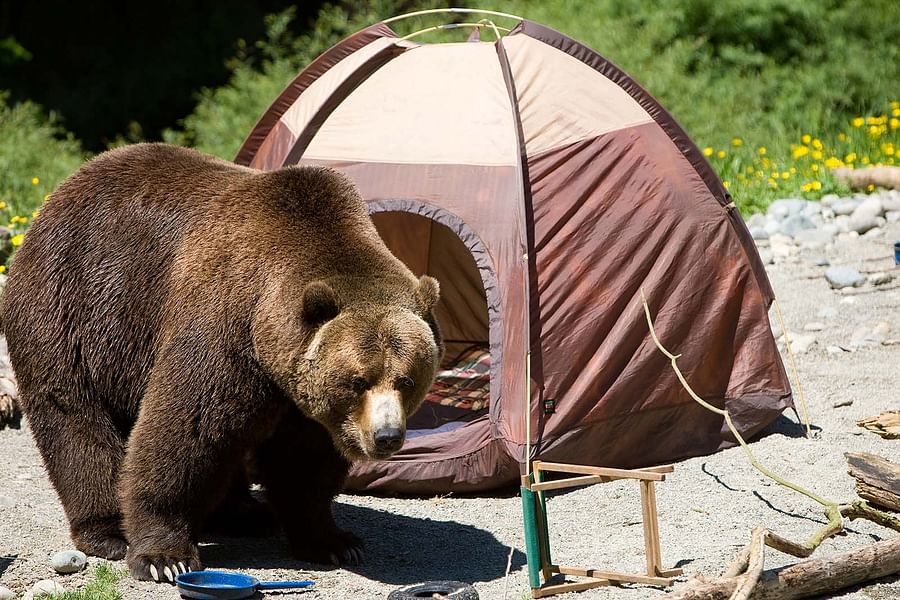 campsite cleaning in bear country