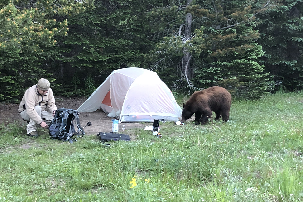 bear country camping regulations