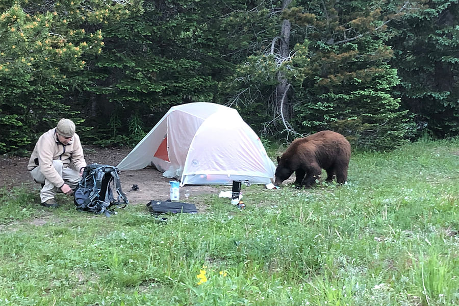 bear country camping regulations