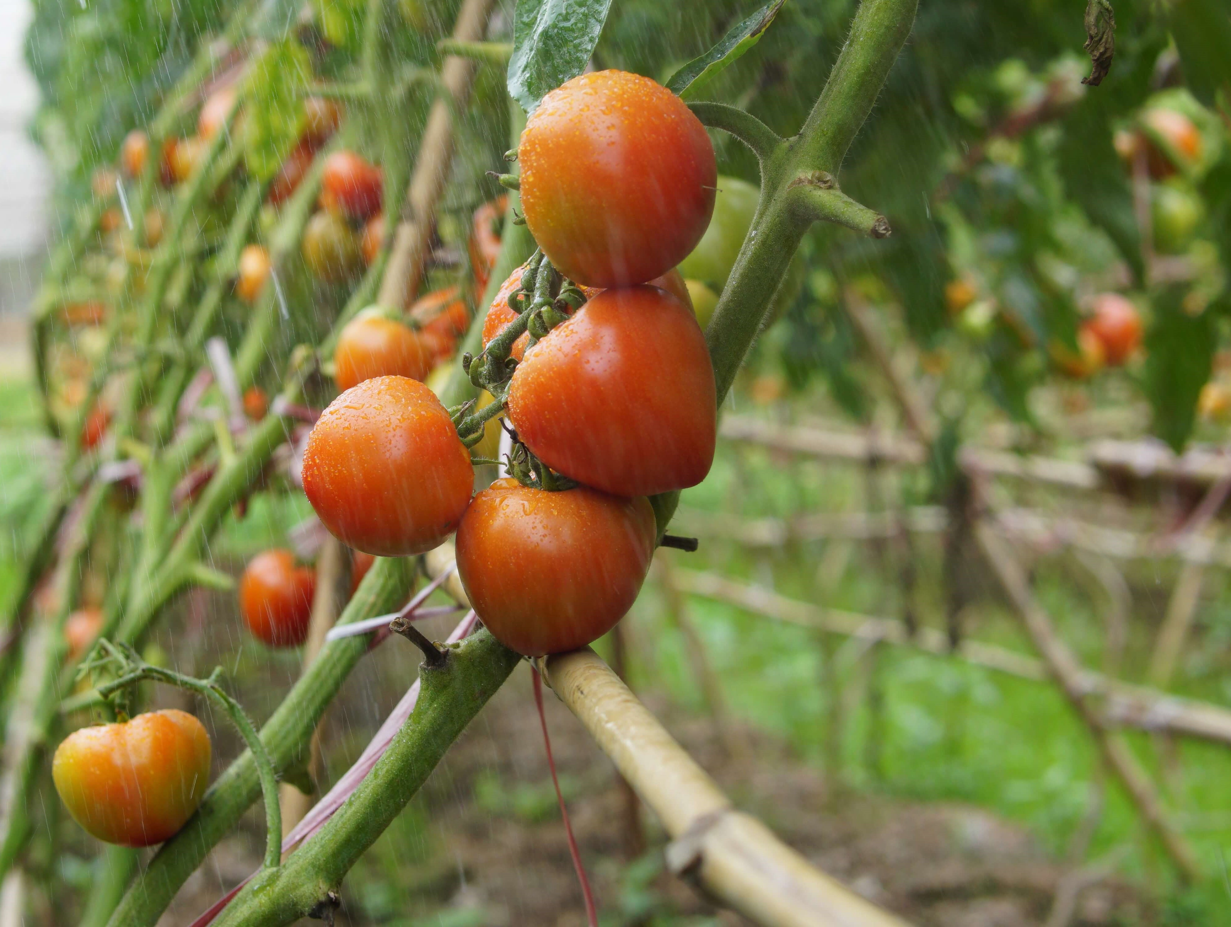 cherry tomatoes trail food
