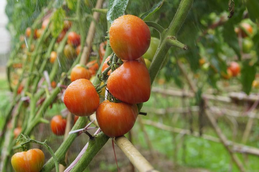 cherry tomatoes trail food