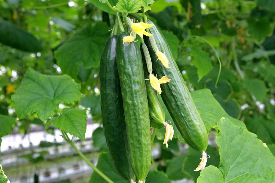 cucumber outdoors