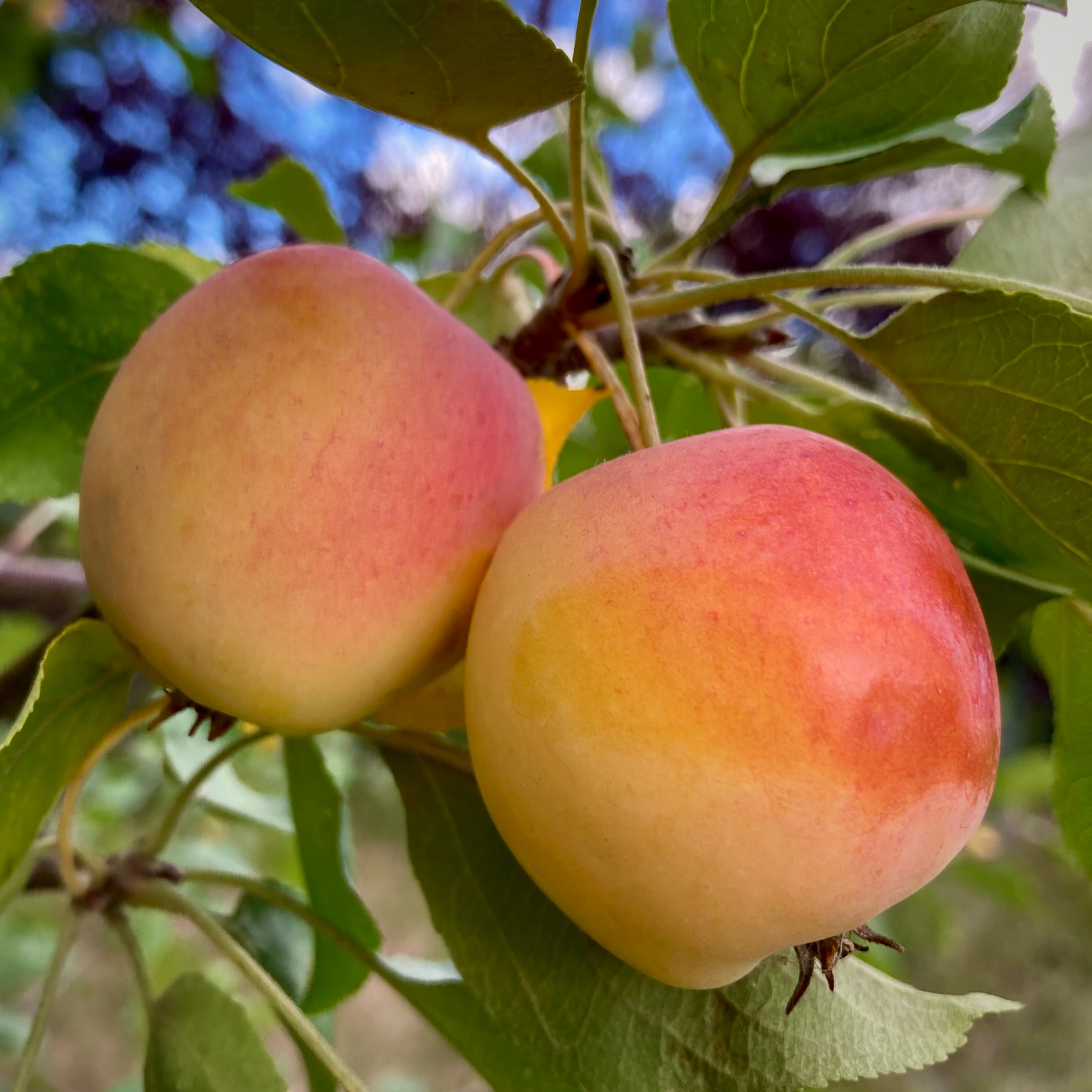 fresh apple on trail