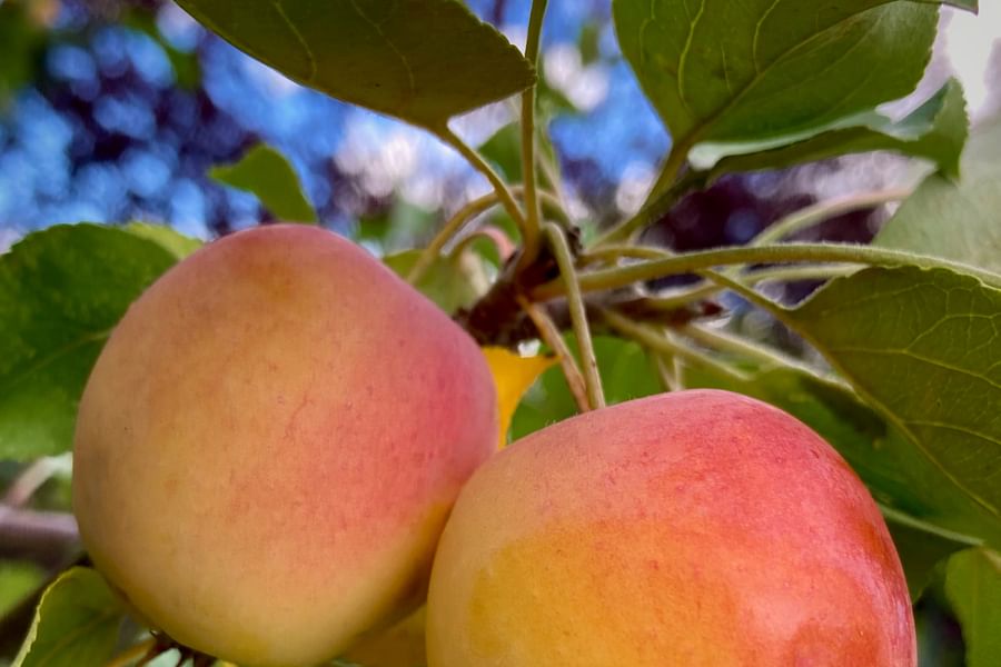 fresh apple on trail