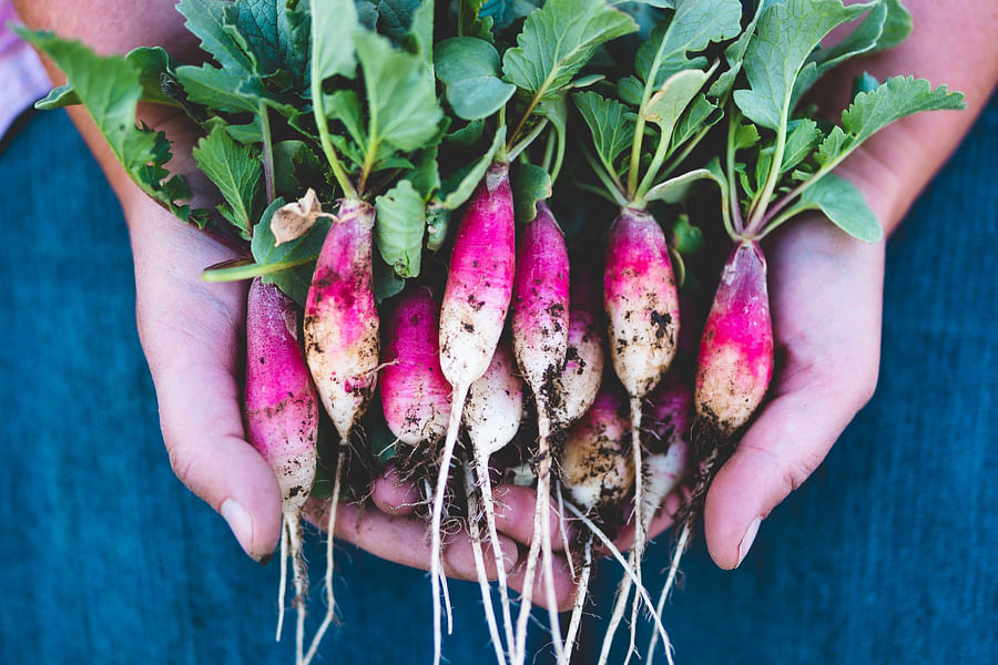 fresh radishes